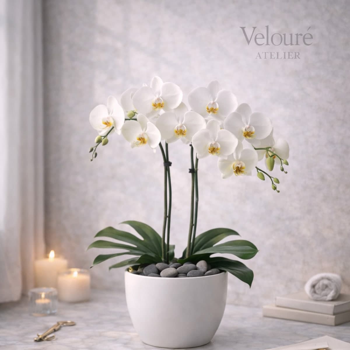 Minimal Orchid — photo 1 of 2